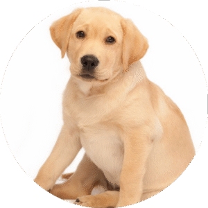 Labrador