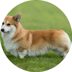 circle_welsh_corgi_image